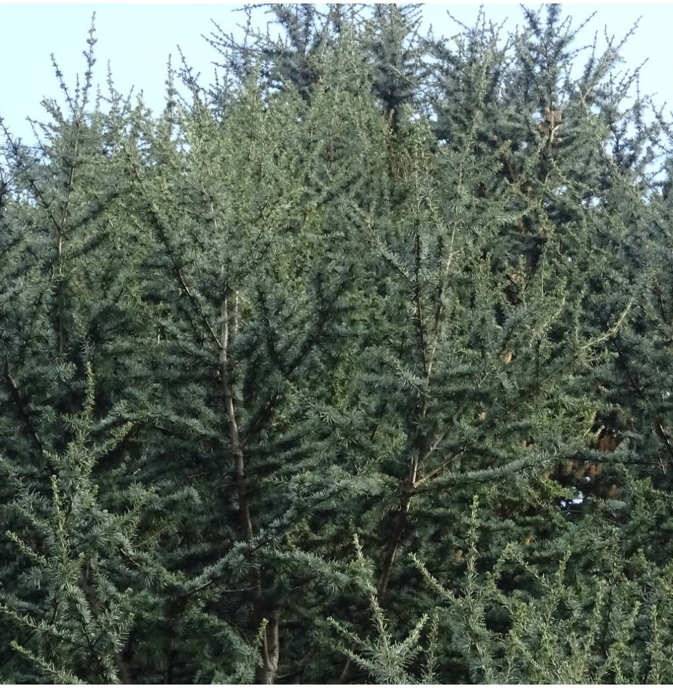 Cedrus libani atlantica 'Fastigiata' / Cèdre de l'Atlas fastigié