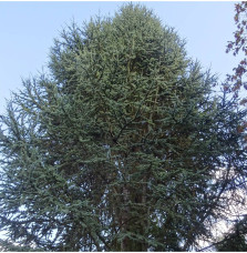 Cedrus libani atlantica 'Fastigiata' / Cèdre de l'Atlas fastigié