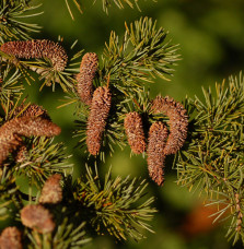 CEDRUS libanii ‘Atlantica’ / Cèdre de l'Atlas