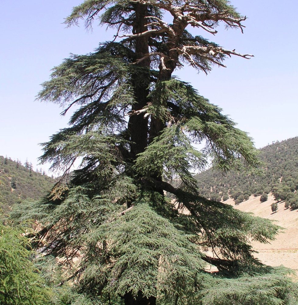 CEDRUS libanii ‘Atlantica’ / Cèdre de l'Atlas