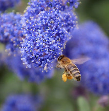 CEANOTHUS X thyrsiflorus 'Skylark’ / Céanothe, Lilas de Californie 'Skylark