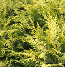 CHAMAECYPARIS lawsoniana 'Stewartii' / Cyprès de Lawson 'Stewartii'