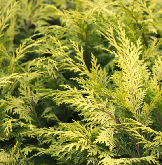 Pépinières Français PF_CHAMAECYPA CHAMAECYPARIS lawsoniana 'Stewartii' / Cyprès de Lawson 'Stewartii'