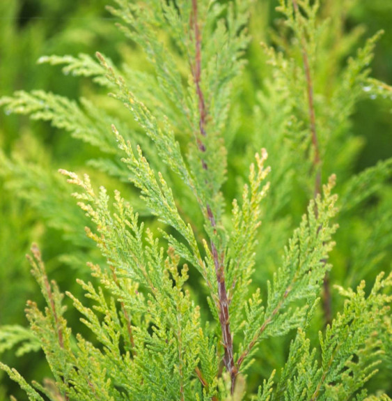 Pépinières Français PF_CHAMAECYPA CHAMAECYPARIS lawsoniana 'Stewartii' / Cyprès de Lawson 'Stewartii'