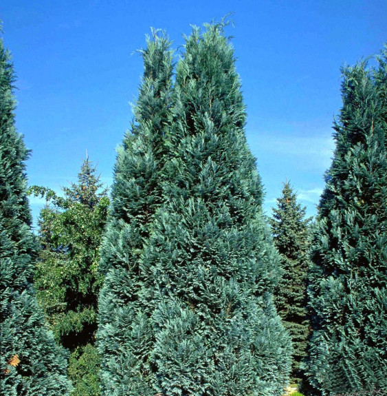 CHAMAECYPARIS lawsoniana ‘Alumii’ / Cyprès de Lawson 'Alumii'