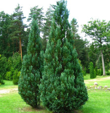 CHAMAECYPARIS lawsoniana ‘Columnaris’  / Cyprès de Lawson 'Columnaris'