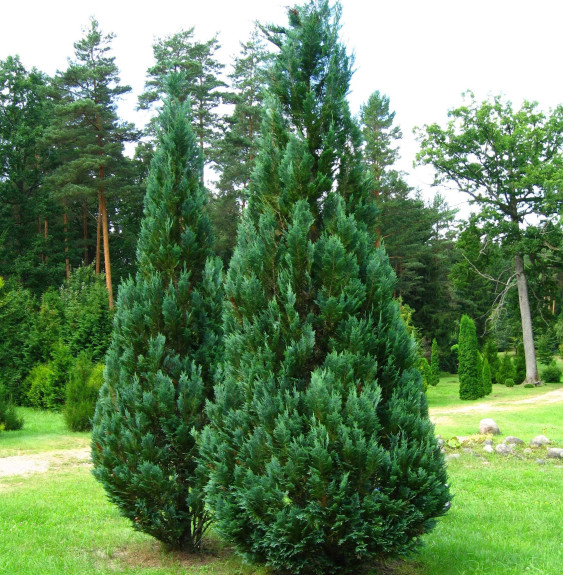 Pépinières Français PF_CHAMAECYPA4 CHAMAECYPARIS lawsoniana ‘Columnaris’ / Cyprès de Lawson 'Columnaris'