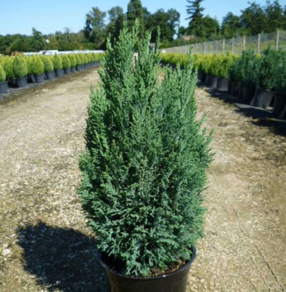 CHAMAECYPARIS lawsoniana ‘Ellwoodii’ / Cyprès de Lawson 'Elwoodii'