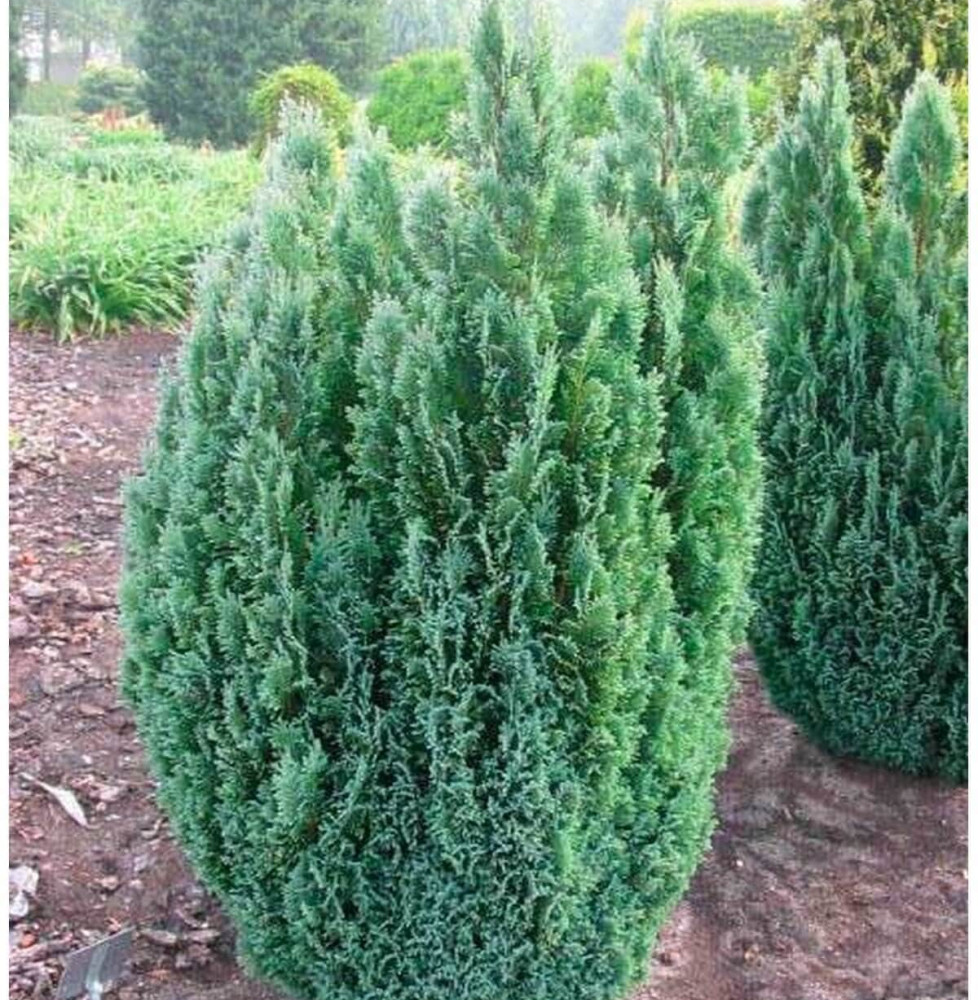 CHAMAECYPARIS lawsoniana ‘Ellwoodii’ / Cyprès de Lawson 'Elwoodii'