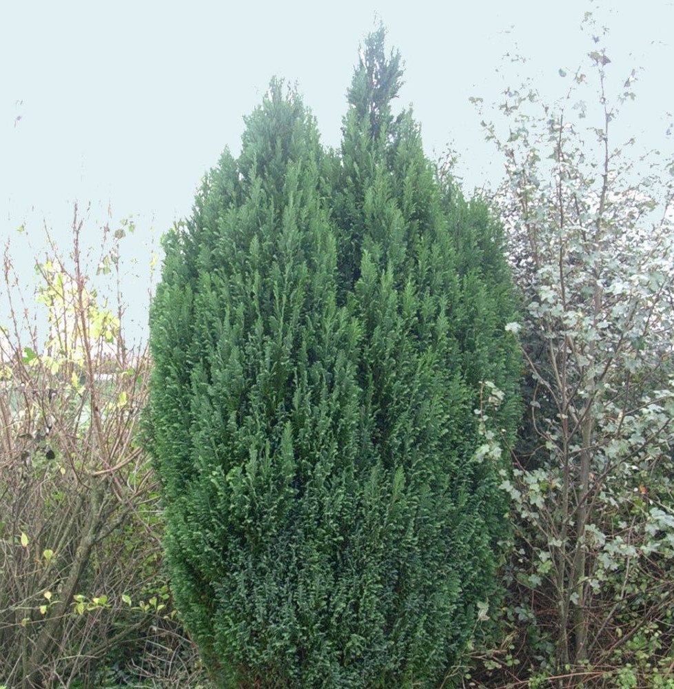 CHAMAECYPARIS lawsoniana ‘Ellwoodii’ / Cyprès de Lawson 'Elwoodii'