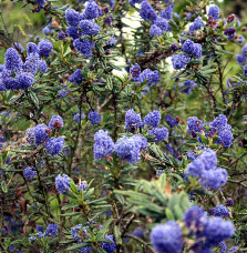 CEANOTHUS X thyrsiflorus 'Skylark’ / Céanothe, Lilas de Californie 'Skylark