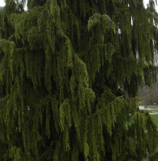 CHAMAECYPARIS nootkatensis ‘Pendula’  / Cyprès de Nootkta 'Pendula'