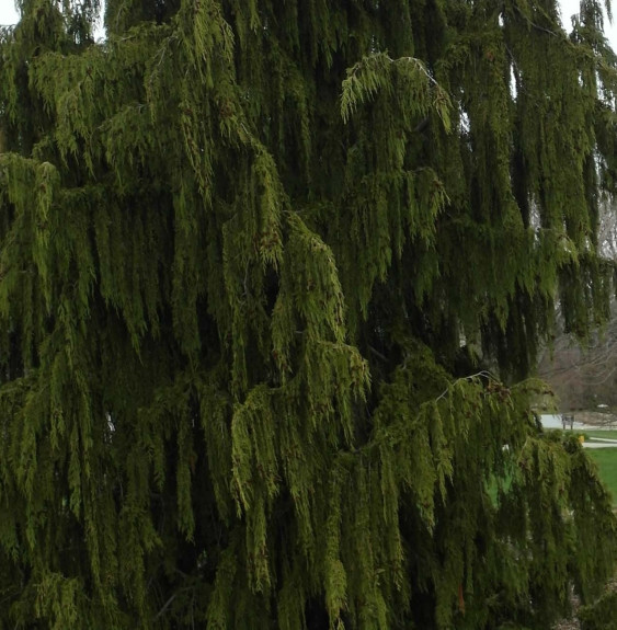 Pépinières Français PF_CHAMAECYPA7 CHAMAECYPARIS nootkatensis ‘Pendula’ / Cyprès de Nootkta 'Pendula'