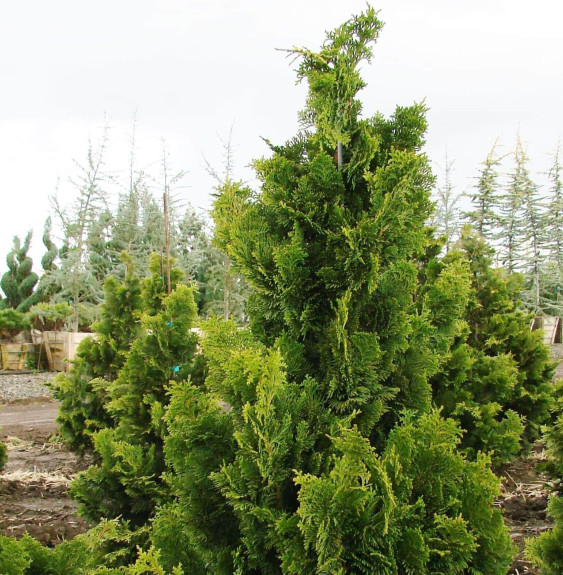 Pépinières Français PF_CHAMAECYPA97 CHAMAECYPARIS obtusa ‘Nana Gracilis’  / Cyprès hinoki du Japon