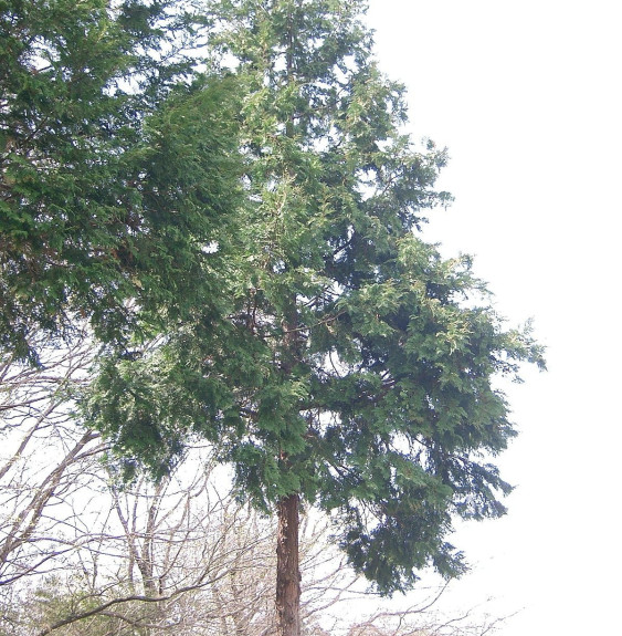 Pépinières Français PF_CHAMAECYPA97 CHAMAECYPARIS obtusa ‘Nana Gracilis’  / Cyprès hinoki du Japon