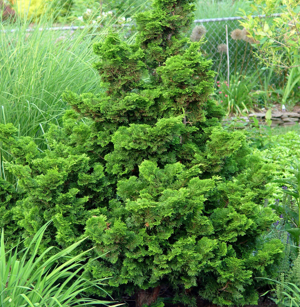 CHAMAECYPARIS obtusa ‘Nana Gracilis’   / Cyprès hinoki du Japon