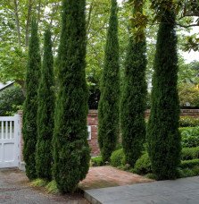 Pépinières Français PF_CUPRESSUS CUPRESSUS sempervirens ‘Totem’ / Cyprès d'Italie