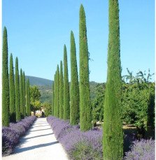 Pépinières Français PF_CUPRESSUS CUPRESSUS sempervirens ‘Totem’ / Cyprès d'Italie