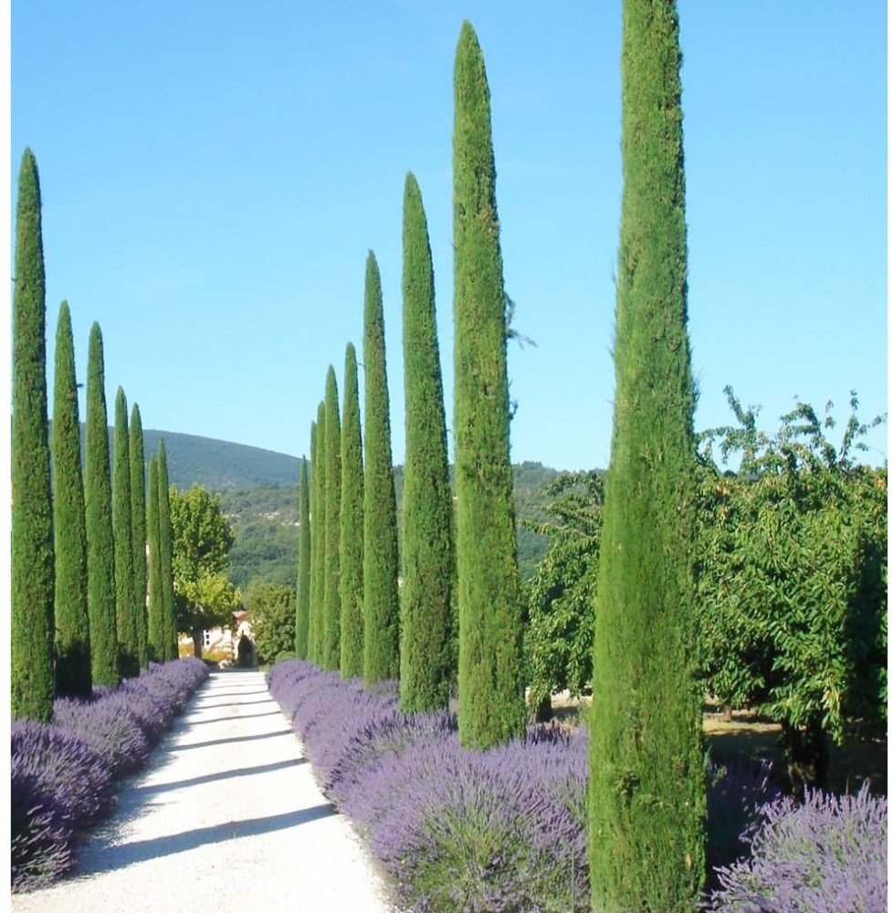 Pépinières Français PF_CUPRESSUS CUPRESSUS sempervirens ‘Totem’ / Cyprès d'Italie