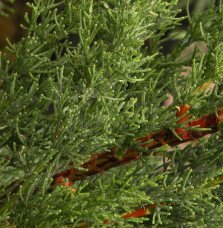 Pépinières Français PF_CUPRESSUS CUPRESSUS sempervirens ‘Totem’ / Cyprès d'Italie