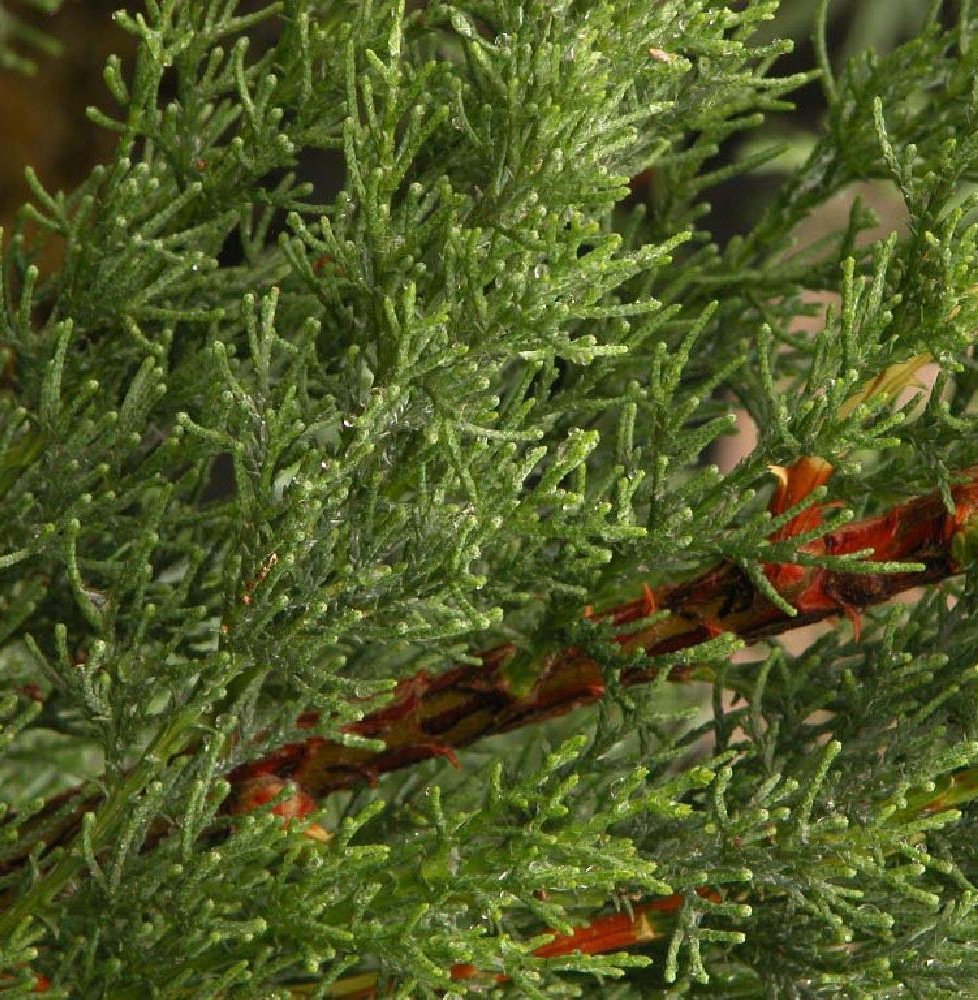 Pépinières Français PF_CUPRESSUS CUPRESSUS sempervirens ‘Totem’ / Cyprès d'Italie