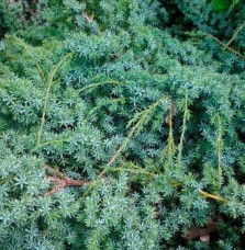 JUNIPERUS chinensis ‘Blue Alps’   / Genévrier de Chine 'Blue Alps'