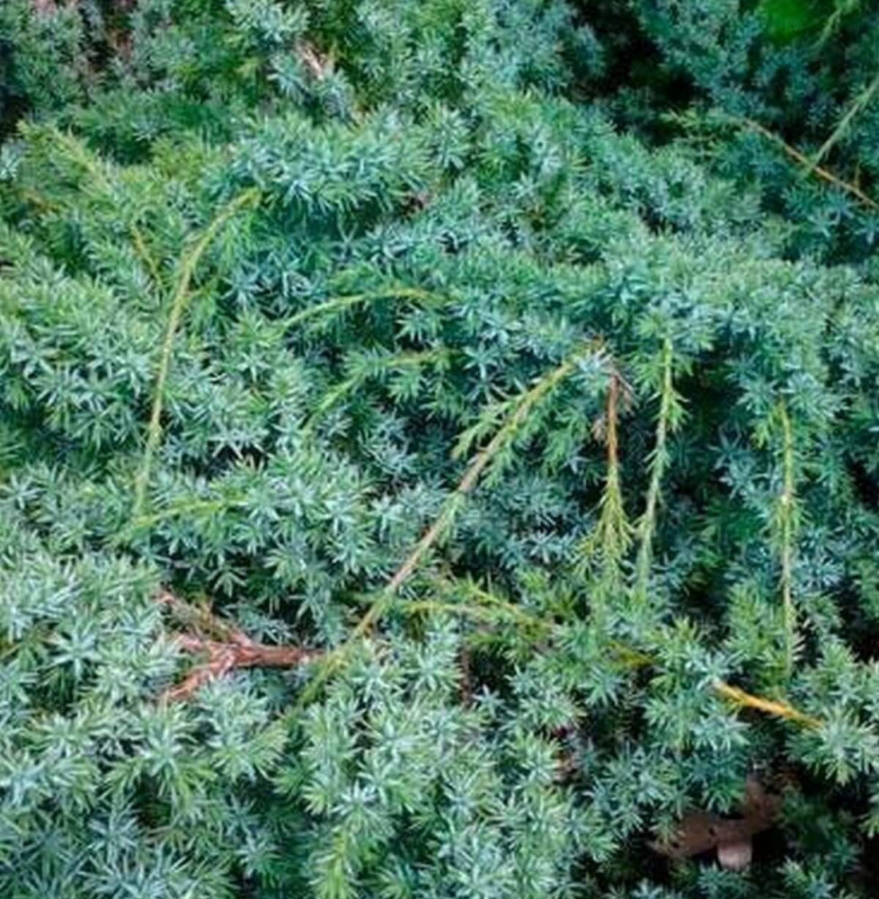 JUNIPERUS chinensis ‘Blue Alps’   / Genévrier de Chine 'Blue Alps'