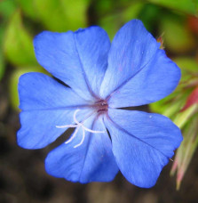 CERASTOSTIGMA  willmottianum / Plumbago de Wilmott