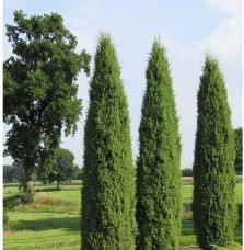 JUNIPERUS communis ‘Hibernica’ / Genévrier commun d'Irlande