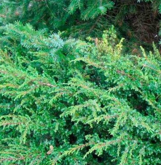 Pépinières Français PF_JUNIPERUS4 JUNIPERUS communis ‘Repanda’  / Genévrier commun 'Repanda'