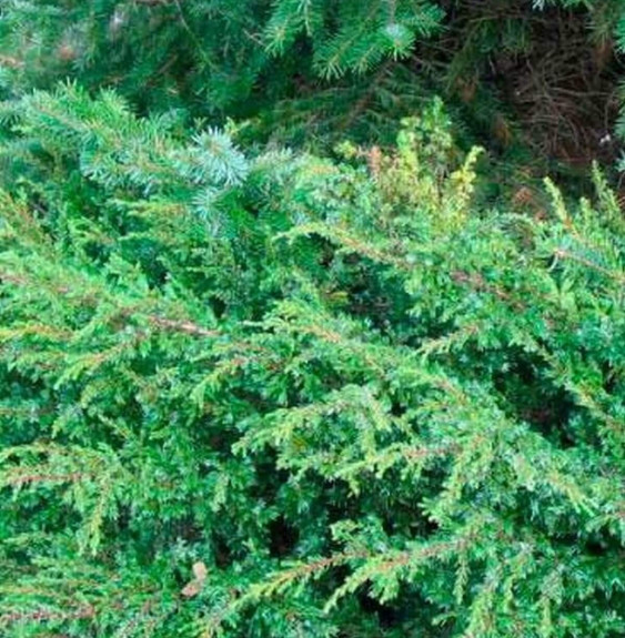 JUNIPERUS communis ‘Repanda’   / Genévrier commun 'Repanda'