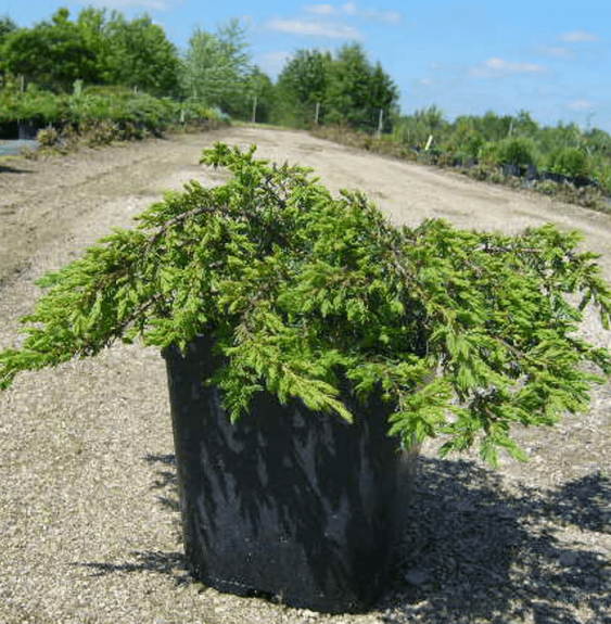 Pépinières Français PF_JUNIPERUS4 JUNIPERUS communis ‘Repanda’  / Genévrier commun 'Repanda'