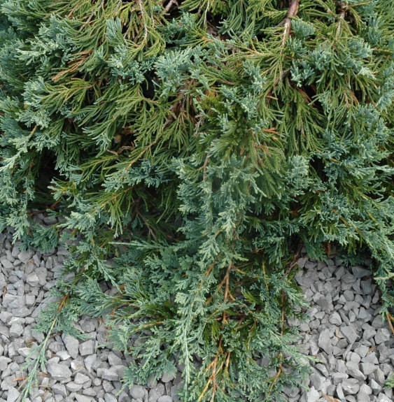 JUNIPERUS horizontalis ‘Wiltonii’   / Genévrier horizontal 'Wiltonii'