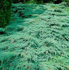 JUNIPERUS squamata ‘Blue Carpet’   / Genévrier écailleux 'Blue Carpet'