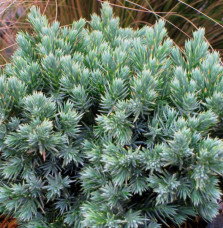 JUNIPERUS squamata ‘Blue Star’ / Genévrier écailleux 'Blue Star'