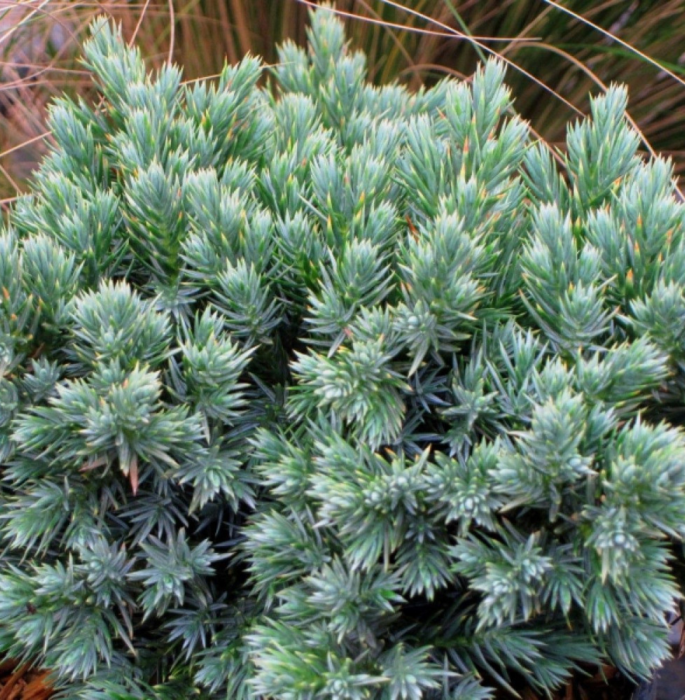 JUNIPERUS squamata ‘Blue Star’ / Genévrier écailleux 'Blue Star'