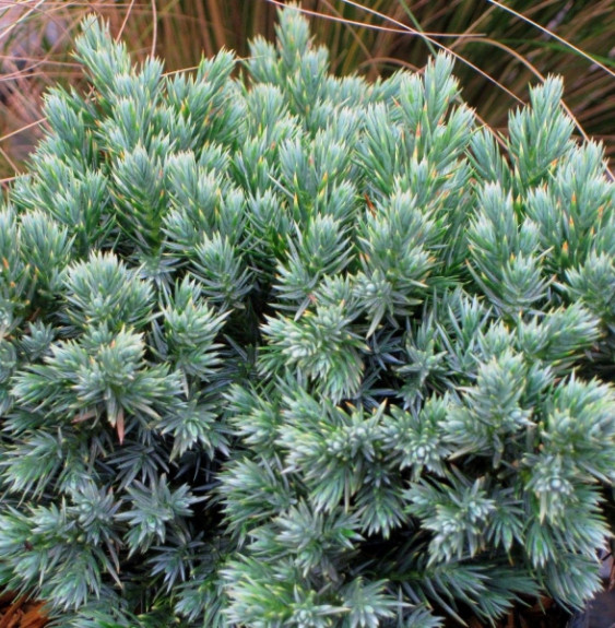 Pépinières Français PF_JUNIPERUS60 JUNIPERUS squamata ‘Blue Star’ / Genévrier écailleux 'Blue Star'