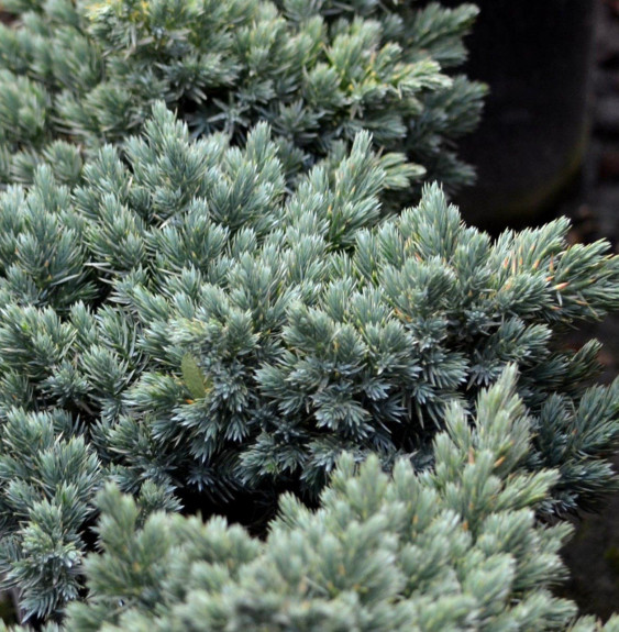 Pépinières Français PF_JUNIPERUS60 JUNIPERUS squamata ‘Blue Star’ / Genévrier écailleux 'Blue Star'