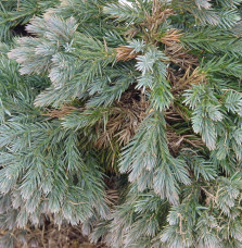 JUNIPERUS squamata ‘Blue Star’ / Genévrier écailleux 'Blue Star'