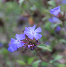 CERASTOSTIGMA  willmottianum / Plumbago de Wilmott