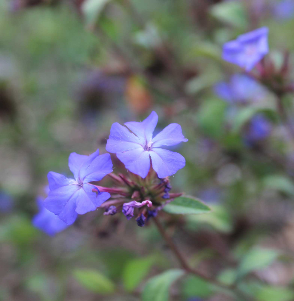 CERASTOSTIGMA  willmottianum / Plumbago de Wilmott