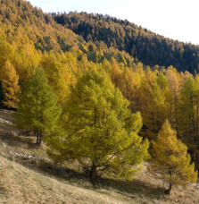 LARIX decidua   / Mélèze d'Europe