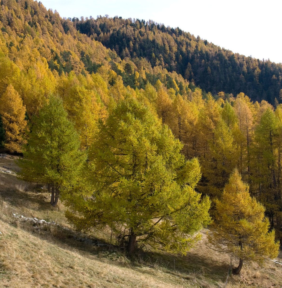 LARIX decidua   / Mélèze d'Europe