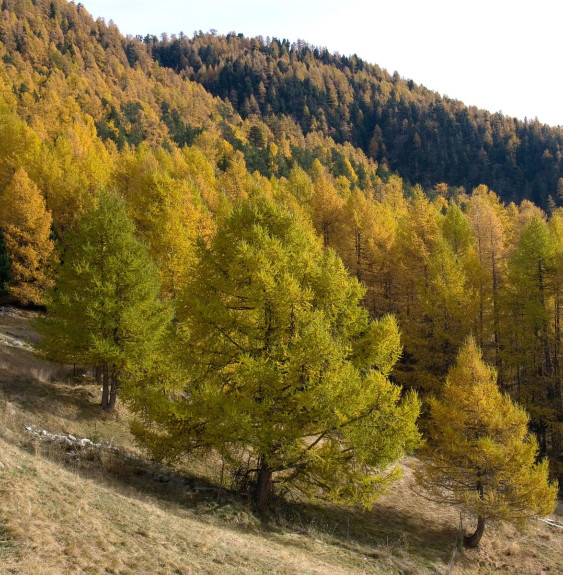 Pépinières Français PF_LARIX-deci LARIX decidua  / Mélèze d'Europe