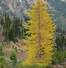 LARIX decidua   / Mélèze d'Europe