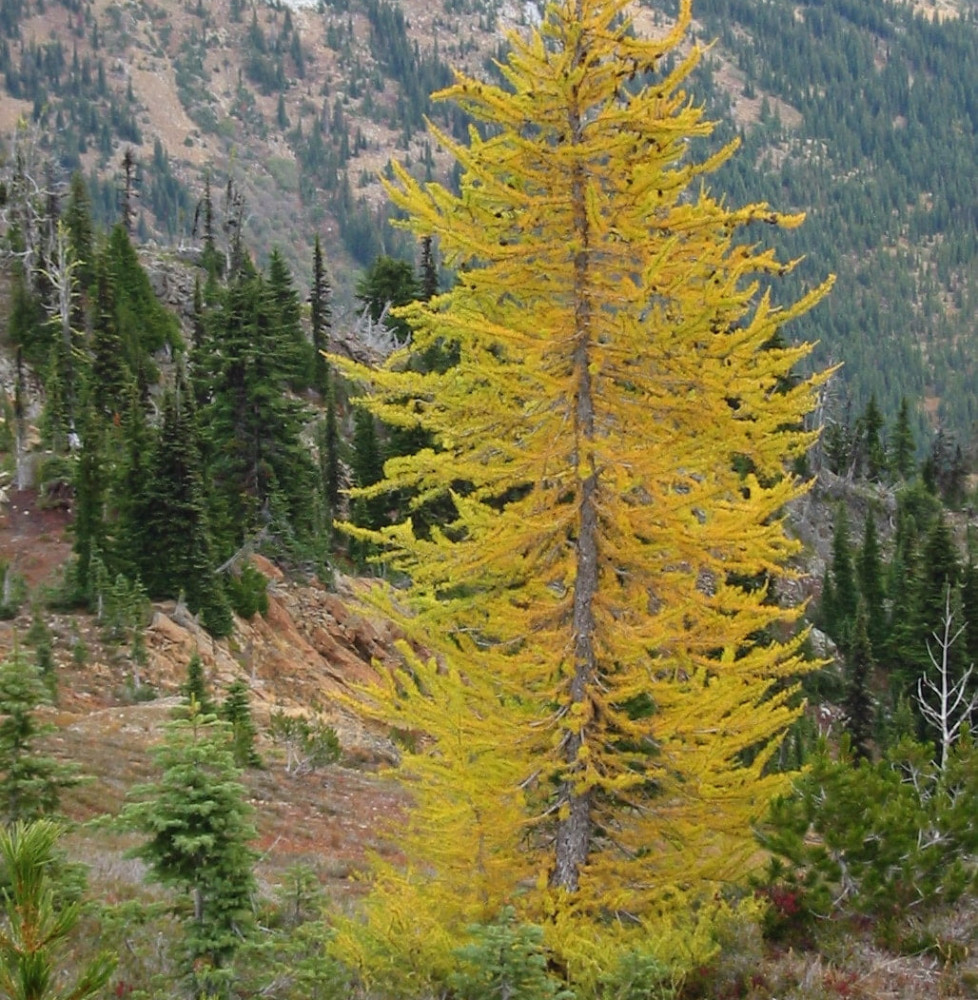 LARIX decidua   / Mélèze d'Europe