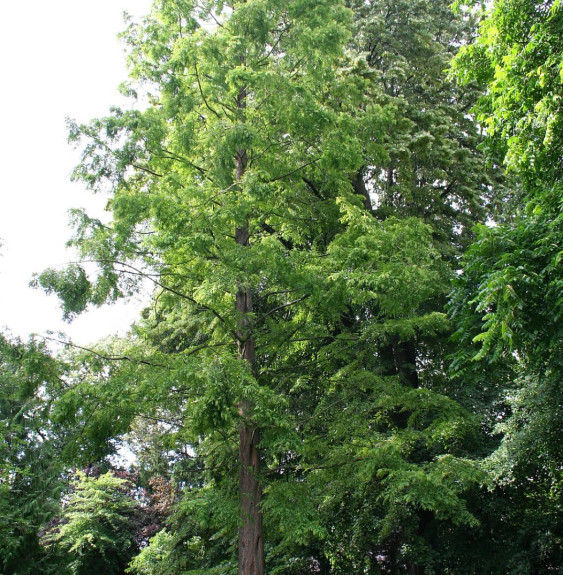 METASEQUOÏA glyptostroboïdes / Metasequoia glyptostroboides