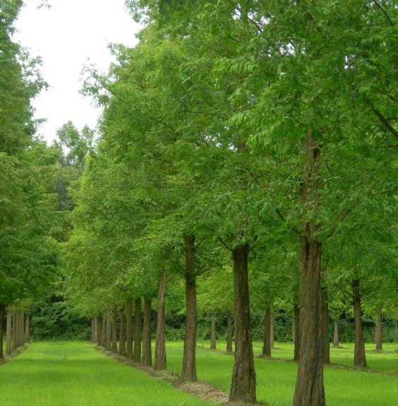 METASEQUOÏA glyptostroboïdes / Metasequoia glyptostroboides