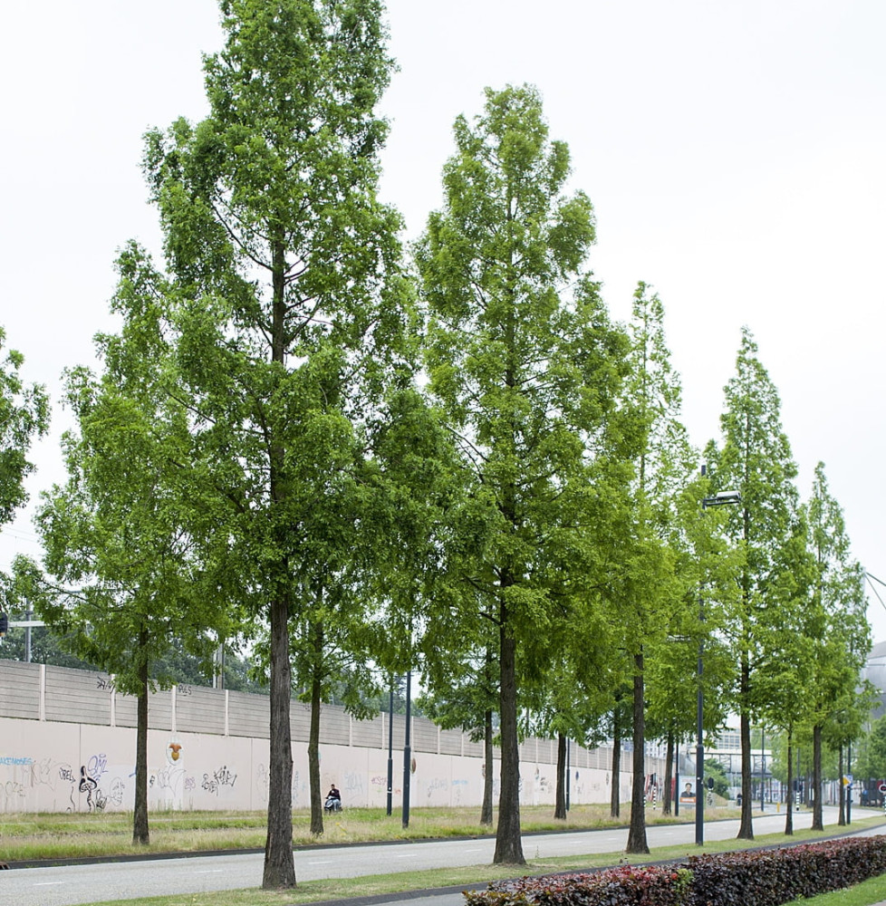 METASEQUOÏA glyptostroboïdes / Metasequoia glyptostroboides