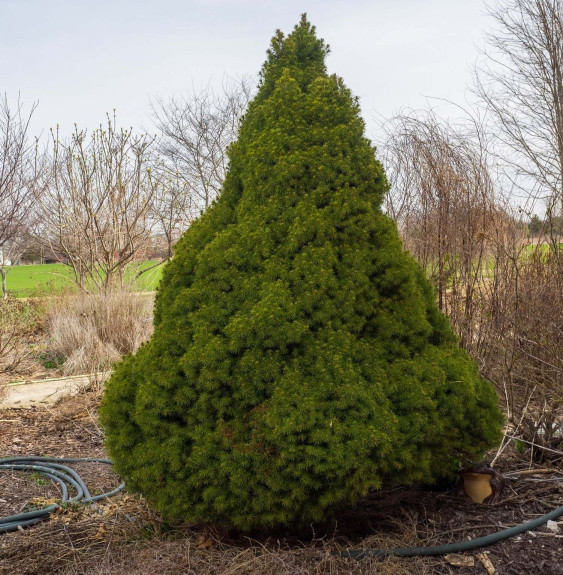 PICEA  glauca ‘Conica’ / Sapinette blanche, Epinette blanche 'Conica'